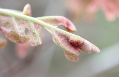 Neuroterus bassettii