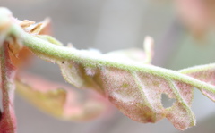 Neuroterus bassettii