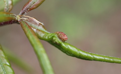 Dryocosmus quercuslaurifoliae