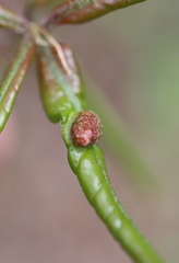 Dryocosmus quercuslaurifoliae