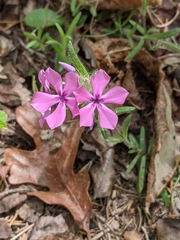 Phlox amoena