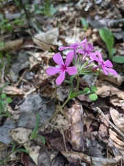 Phlox amoena