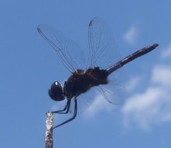 Macrodiplax