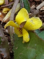 Viola rotundifolia