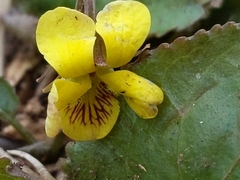 Viola rotundifolia