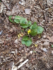 Viola rotundifolia