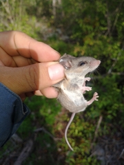 Peromyscus yucatanicus