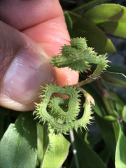 Scorpiurus muricatus