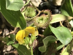 Scorpiurus muricatus