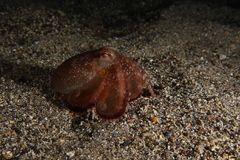 Amphioctopus burryi