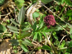Valeriana dioica