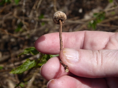 Agaricomycotina