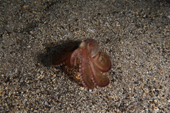 Amphioctopus burryi