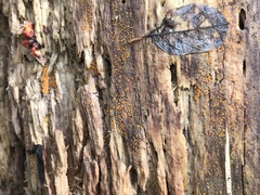 Arachnopeziza trabinelloides