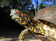 Three-Toed Box Turtle photo 2