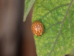 Harmonia eucharis