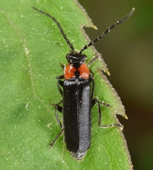 Cantharis tuberculata