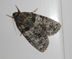 Acronicta tristis