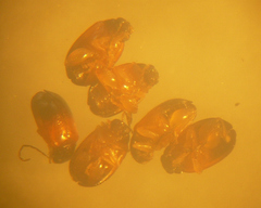 Parasyphraea