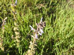Salvia verbenaca