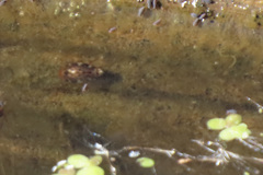 Laccophilus maculosus