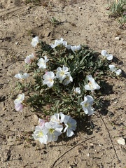 Oenothera californica
