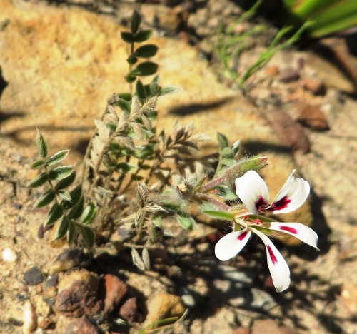 Pelargonium trifoliolatum 2