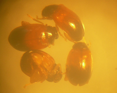 Parasyphraea