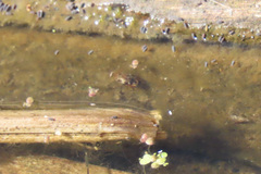 Laccophilus maculosus