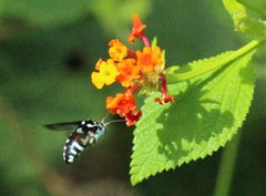 Thyreus himalayensis