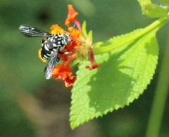 Thyreus himalayensis