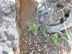 Centranthus calcitrapae