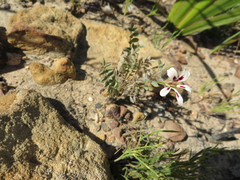 Pelargonium trifoliolatum