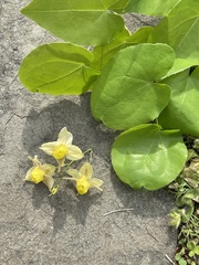 Epimedium × versicolor