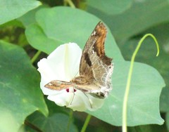 Odontoptilum angulata