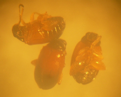 Parasyphraea