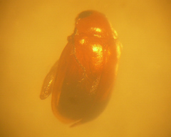 Parasyphraea