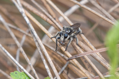 Laphria cinerea