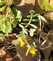 Coronilla scorpioides