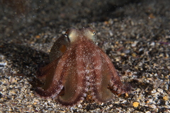 Amphioctopus burryi
