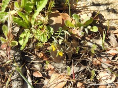 Coronilla scorpioides