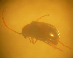 Luperodes