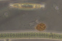 Trachelomonas similis