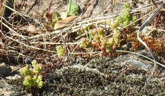 Sedum cespitosum