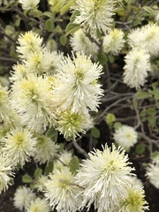 Fothergilla gardenii