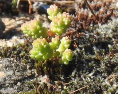 Sedum cespitosum