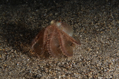 Amphioctopus burryi