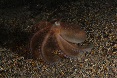 Amphioctopus burryi