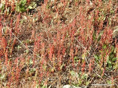 Rumex bucephalophorus