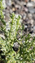 Pectocarya platycarpa